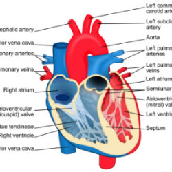 Detailed anatomical diagram of the human heart with labeled parts including atria, ventricles, valves, and major arteries and veins.