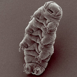 A highly magnified electron microscope image of a tardigrade, a tiny water-dwelling micro-animal known for its resilience.