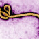 Facts About the Ebola Virus & Suggestions to Constrain Its Spread