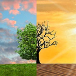 A split image showing one side with a green tree under a blue sky and the other side with a barren tree under an orange sky on dry cracked ground.